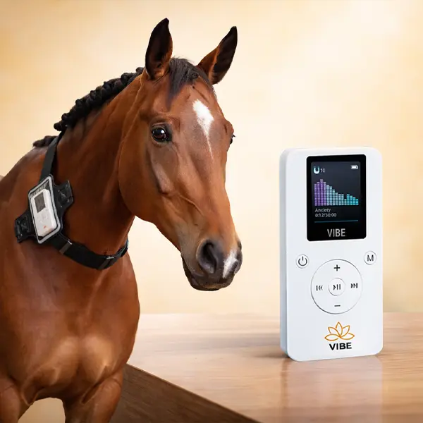 VIBE EquiVibe Bundle